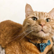 Imagen para el artículo titulado Si eres dueño de un gato, los científicos quieren saber de ti